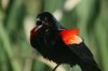 Red-winged-Blackbird-Sweetwater-11-0619-02.jpg