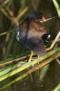 Common-Moorhen-Sweetwater-11-0619-01.jpg