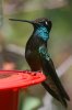 Magnificent-Hummingbird-Miller-Canyon-11-0705-03.jpg
