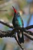 Broad-billed-Hummingbird-Ash-Canyon-11-0705-03.jpg
