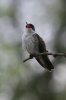 Violet-crowned-Hummingbird-Patons-11-0706-03.jpg