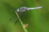 Blue-Dasher-Sweetwater-11-0706-01.jpg