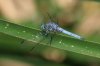 Blue-Dasher-Sweetwater-11-0619-07.jpg