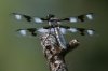 Eight-spotted-Skimmer-Walnut-Creek-11-0625-08.jpg