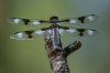 Eight-spotted-Skimmer-Walnut-Creek-11-0625-11.jpg