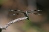Eight-spotted-Skimmer-Walnut-Creek-11-0625-29.jpg