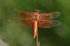 Flame-Skimmer-Walnut-Creek-11-0624-04.jpg