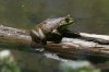 American-Bullfrog-Walnut-Creek-11-0625-02.jpg