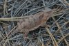 Greater-Short-horned-Lizard-Walnut-Creek-11-0624-04.jpg