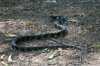 Common-Kingsnake-California-Sweetwater-11-0619-02.jpg