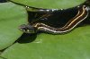 Black-necked-Gartersnake-Miller-Canyon-11-0705-02.jpg