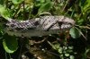 Gophersnake-Miller-Canyon-11-0705-10.jpg