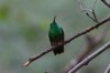Berylline-Hummingbird-Madera-Canyon-11-0723-03.jpg