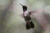 Black-chinned-Hummingbird-Madera-Canyon-11-0903-01.jpg
