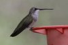 Black-chinned-Hummingbird-Patons-11-0909-02.jpg