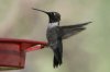 Black-chinned-Hummingbird-Patons-11-0909-03.jpg