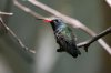 Broad-billed-Hummingbird-Madera-Canyon-11-0903-03.jpg