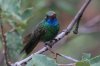Broad-billed-Hummingbird-Miller-Canyon-11-0710-01.jpg