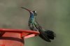 Broad-billed-Hummingbird-Patons-11-0909-07.jpg