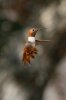 Rufous-Hummingbird-Ash-Canyon-11-0716-05.jpg