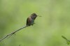 Rufous-Hummingbird-Mt-Lemmon-11-0826-02.jpg