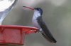 Violet-crowned-Hummingbird-Patons-11-0909-01.jpg