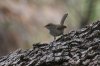 Bewicks-Wren-California-Gulch-11-0723-09.jpg