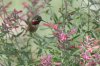 Calliope-Hummingbird-Ash-Canyon-11-0724-07.jpg