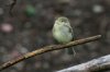 Cordilleran-Flycatcher-Mt-Lemmon-11-0725-07.jpg