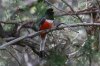 Elegant-Trogon-Madera-Canyon-11-0814-01.jpg