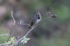 Five-striped-Sparrow-California-Gulch-11-0723-08.jpg