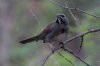Five-striped-Sparrow-California-Gulch-11-0723-19.jpg
