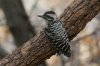 Ladder-backed-Woodpecker-Ash-Canyon-11-0724-01.jpg