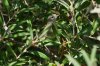 Orange-crowned-Warbler-Mt-Lemmon-11-0827-01.jpg