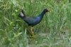 Purple-Gallinule-Rio-Rico-11-0709-06.jpg