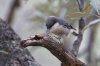 Pygmy-Nuthatch-Mt-Lemmon-11-0826-03.jpg