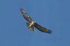 Red-tailed-Hawk-Mt-Lemmon-11-0827-06.jpg