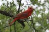 Summer-Tanager-California-Gulch-11-0723-09.jpg