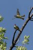 Thick-billed-Kingbird-Patagonia-Roadside-Rest-11-0903-04.jpg