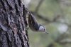 White-breasted-Nuthatch-Mt-Lemmon-11-0826-02.jpg
