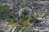 Yellow-eyed-Junco-Mt-Lemmon-11-0827-04.jpg