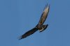 Zone-tailed-Hawk-Mt-Lemmon-11-0725-29.jpg