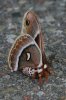 Columbia-Silkmoth-Glovers-Silkmoth-Mt-Lemmon-11-0729-05.jpg