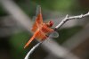 Flame-Skimmer-California-Gulch-11-0814-02.jpg