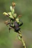 Giant-Agave-Bug-California-Gulch-11-0814-02.jpg