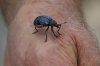 Gibbifer-californicus-Mt-Lemmon-11-0725-02.jpg