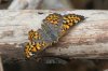 Nais-Metalmark-Mt-Lemmon-11-0729-01.jpg