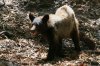 Black-Bear-Ramsey-Canyon-11-0716-40.jpg
