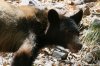 Black-Bear-Ramsey-Canyon-11-0716-84.jpg