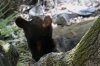 Black-Bear-Ramsey-Canyon-11-0716-113.jpg